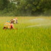 Chlorpyrifos Autism Link May Involve Immune, Inflammatory Gene Changes Study
