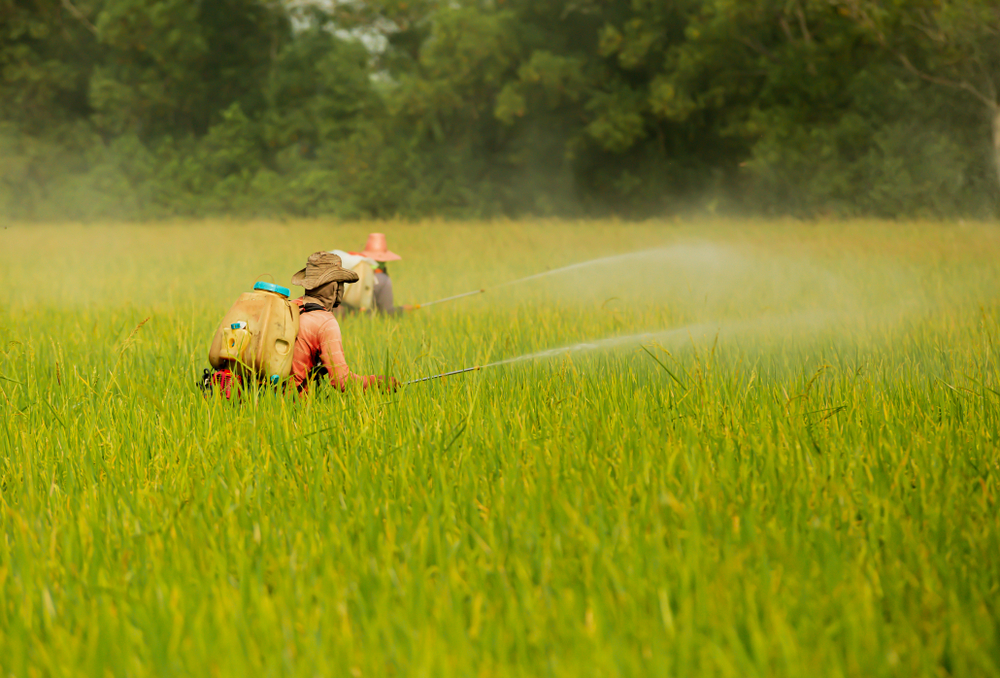 Chlorpyrifos Autism Link May Involve Immune, Inflammatory Gene Changes Study