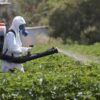 Chlorpyrifos Pesticide Exposure May Promote Cardiovascular Injury Study
