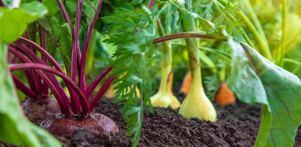 Scotts Miracle-Gro Lawsuit Claims Organic Soils and Fertilizers Contain Toxic PFAS Chemicals