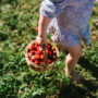 Roundup Exposure May Increase Children's Risk of Liver Disease and Diabetes: Study