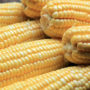 Syngenta Corn Seed Settlement to Result in $1.4B in Payments to U.S. Farmers
